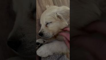 Малыш Юша спит. Голден ретривер.