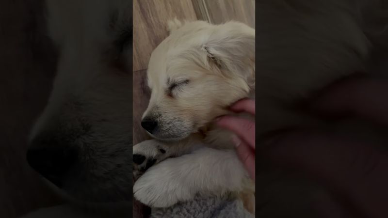 Малыш Юша спит. Голден ретривер.