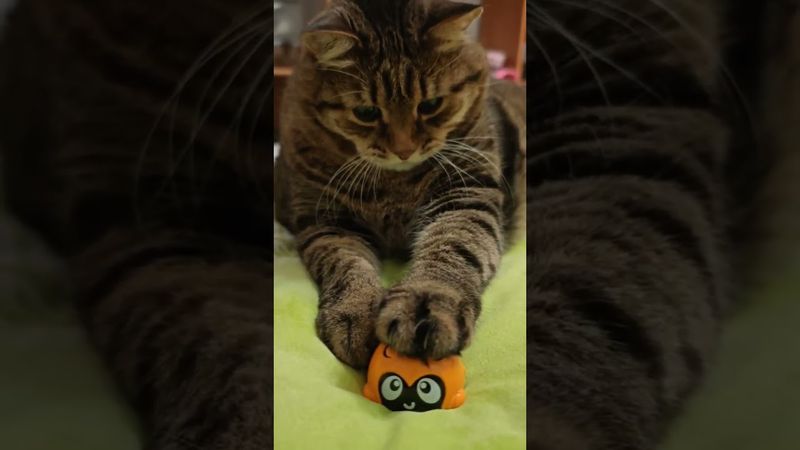 Язь?🙀🤔😉🤣 #cat #кот #юмор #котушка #приколы #мем