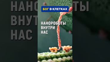 Царство молекулярных нанороботов внутри каждой живой клетки даже учёных, биологов наводит на мысль