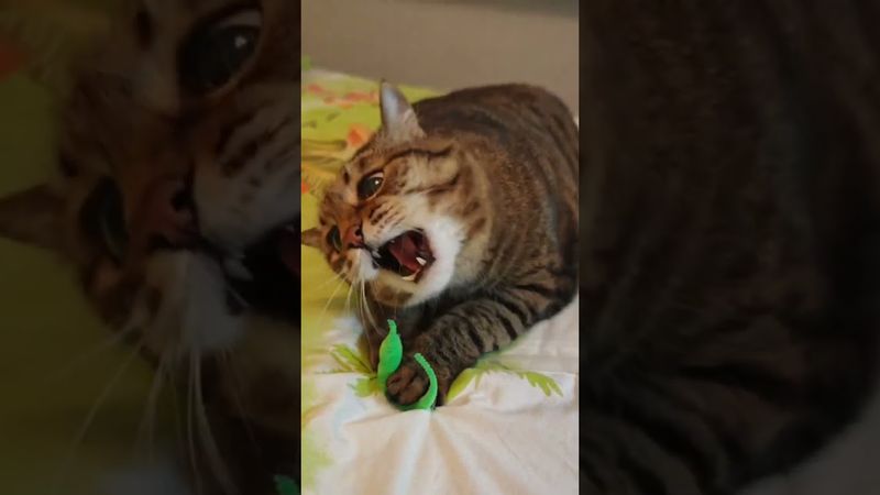 Mario Underground Marble Music 😺🎶😻😍 #cat #кот #юмор #games #приколы #котики