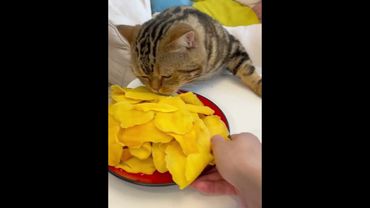 The cat that steals food #cat