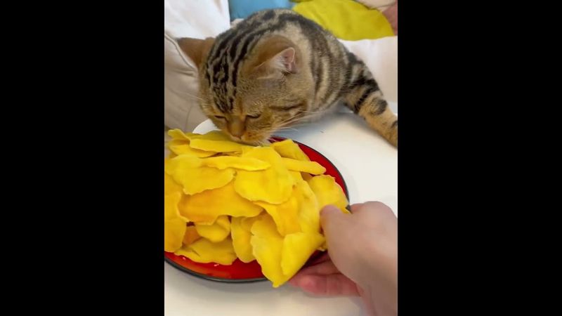 The cat that steals food #cat