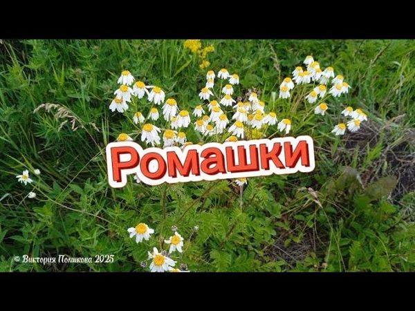 24 июня - День ромашки в России. Ромашки - заводная танцевальная песня © Виктория Полшкова 2025