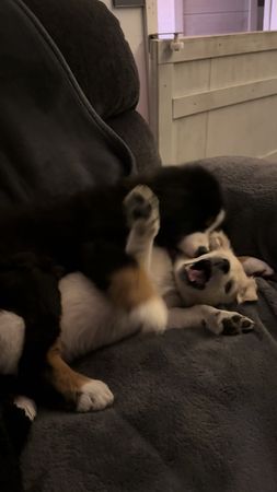 If you’re on the fence about getting the puppies … Get the puppies #b...