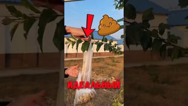 🍎 Почему в Китае вешают мешки с землёй на деревья? #факты #растения #природа