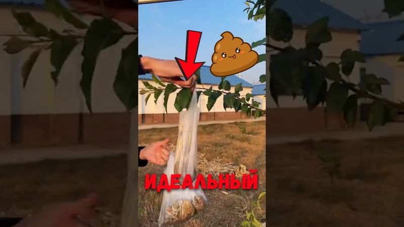 🍎 Почему в Китае вешают мешки с землёй на деревья? #факты #растения #природа