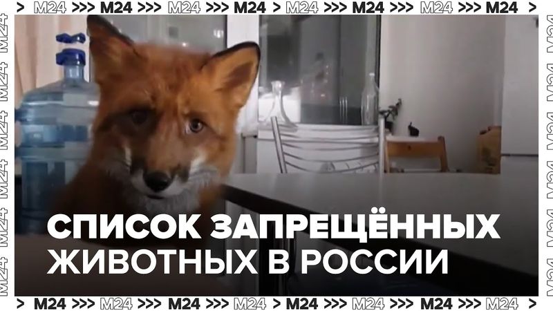 Список запрещённых животных: крокодилы, пумы и другие дикие питомцы больше нельзя держать дома