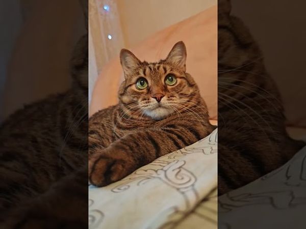 Мыть пол 🙀😉🤔🤣 #cat #кот #юмор #котушка #приколы #цитаты