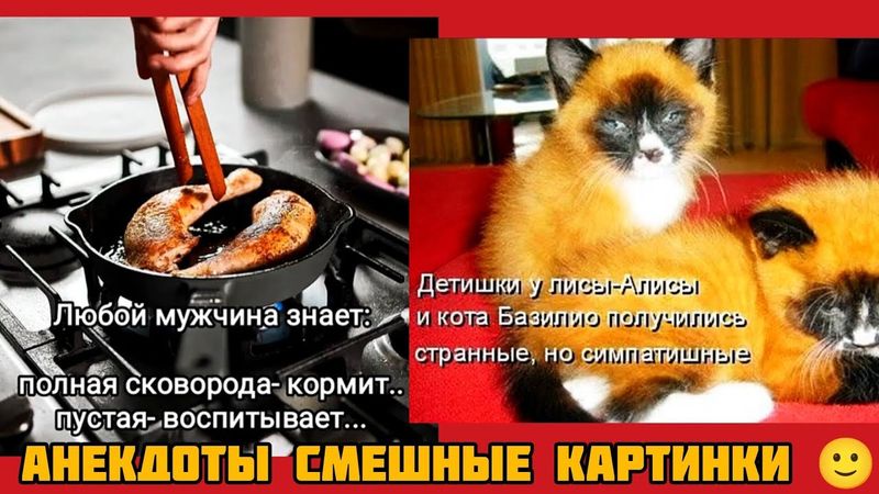 Любой кот знает:полная сковорода- кормит..пустая- воспитывает...смешные картинки и весёлая музыка