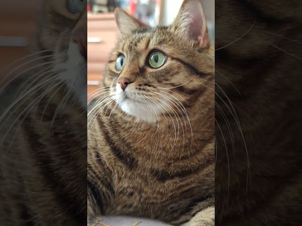 Личное мнение 🤔🙀😉🤣 #cat #кот #юмор #приколы #цитаты