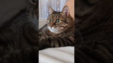 Запасная челюсть 🙀💀😼🤣#cat #кот #юмор #котушка #приколы #цитаты