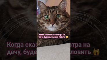 Не надо паники а-а-а🙀🙀🙀🤣 #cat #кот #юмор #котушка #приколы #смех