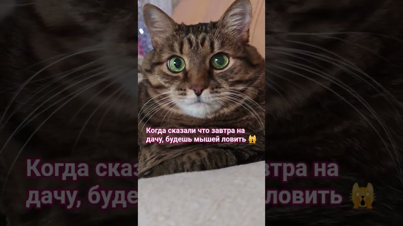 Не надо паники а-а-а🙀🙀🙀🤣 #cat #кот #юмор #котушка #приколы #смех