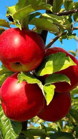 #19августа #яблочныйспас     С праздником! Мира, счастья и тепла Вам!...