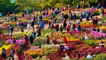 БАЛ ХРИЗАНТЕМ в КРЫМУ 2025- ЛЮДИ в ШОКЕ, от такой КРАСОТЫ! Самый пик цветения! Крым, Ялта