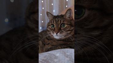 Таксисты 🚕😺🤔🤗🤣 #cat #кот #юмор #котушка #приколы #funny #цитаты