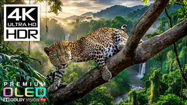 Most Breathtaking 4K HDR 60FPS🌿Dolby Vision (8K/4K Video TV)