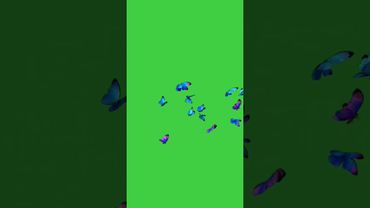 Hd butterfly🦋 no copyright green screen video//copyright free//youtube best video