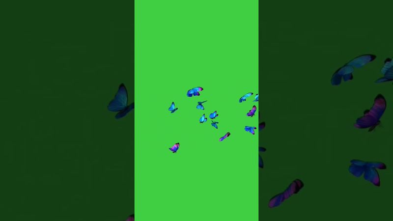 Hd butterfly🦋 no copyright green screen video//copyright free//youtube best video