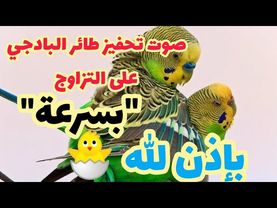 30 دقيقة صوت تغريد لتحفيز  طيور البادجي البالغة على التزاوج والانتاج