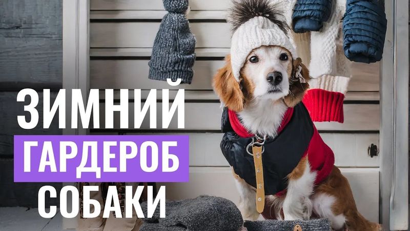 🐩 Как выбрать ЗИМНЮЮ ОДЕЖДУ И ОБУВЬ для собаки | Советы кинолога | ЛавГав