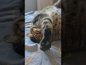 Не стыдился 🙀😉🤔🤣 #cat #кот #юмор #котушка #приколы #цитаты