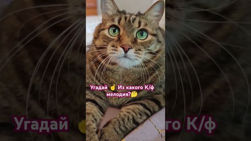 🎼Угадайка 🤔😉🤗🤩 #cat #кот #котушка #юмор #прикольныекоты #музыка