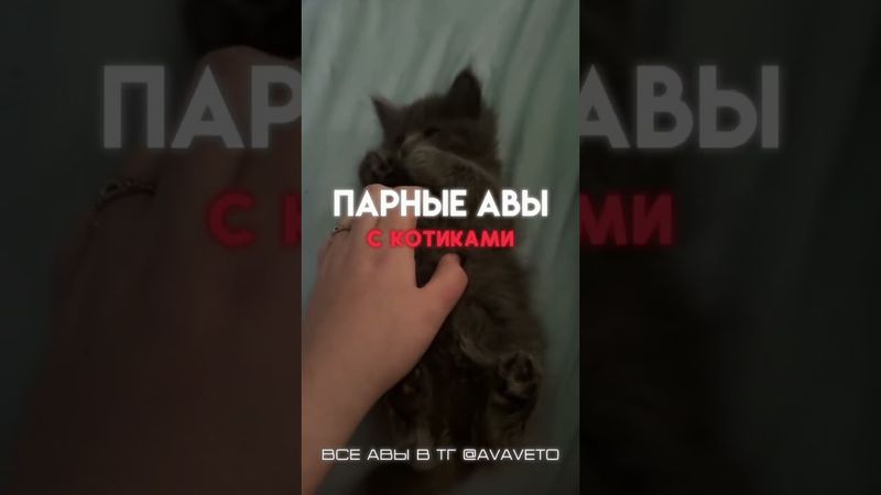 Все аватарки в тгк @avaveto #лучшие #мемные #парные #авы #аватарки #ава #аватарка #котики