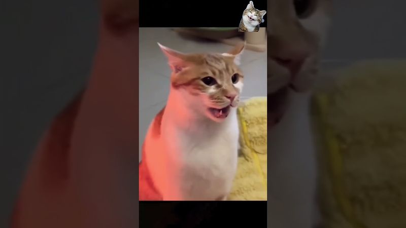 Funny Cute Cats Talking Nonsense #cat #funnycats #cutecat #lovecat #fyp #viralvideo