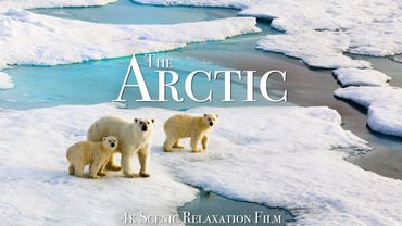 The Arctic 4K - Scenic Wildlife Film With Calming Music
