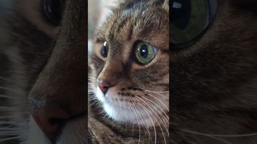 Каждый должен 🙀🤔😉🤣 #cat #кот #ютуб #котушка #приколы #цитаты