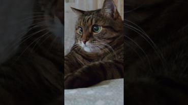 Недостаток 💸🙀🤔🤣 #cat #кот #юмор #котушка #приколы #цитаты #смех #мем