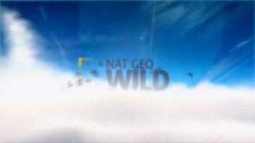 Nat Geo Wild HD-Заставка канала №3