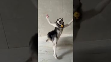 Husky Dog Dance Video | #Viral