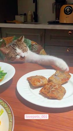 Food.#cats #cutecats #foryou #funnytiktok #funnyvideos #usa #funnyanimals #fypシ #cute #funnycat #catlover #funnypets #viral #funny 