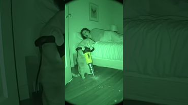 While you sleep, the chubby orange cat is working hard. #cat #funny