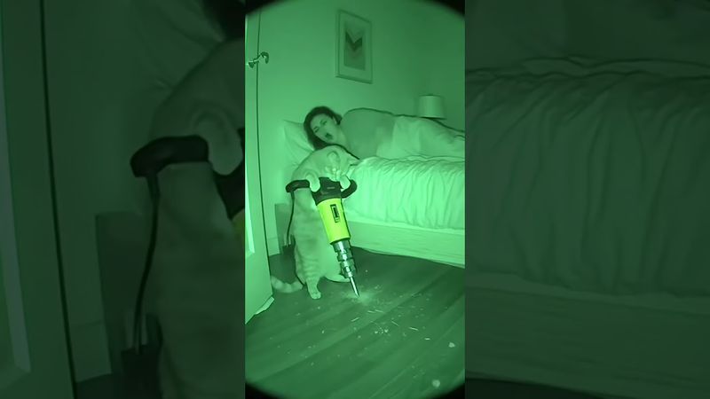 While you sleep, the chubby orange cat is working hard. #cat #funny