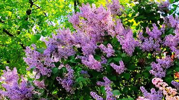 В Харькове зацвела сирень. Съесть и загадать желание. 2.05.2025.