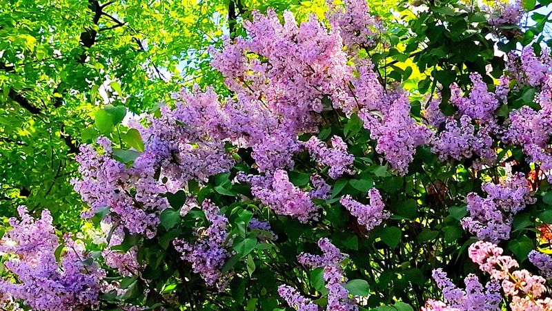 В Харькове зацвела сирень. Съесть и загадать желание. 2.05.2025.