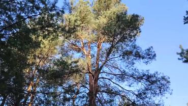 Родственник руководителя в работе по найму в организации