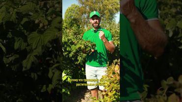 Опасная болезнь малины лишит вас урожая! Сделайте так осенью и будете собирать ягоды ведрами!