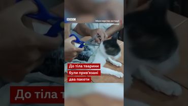 У Коста-Риці спіймали "наркокота"  #новини #тварини #котики #котик