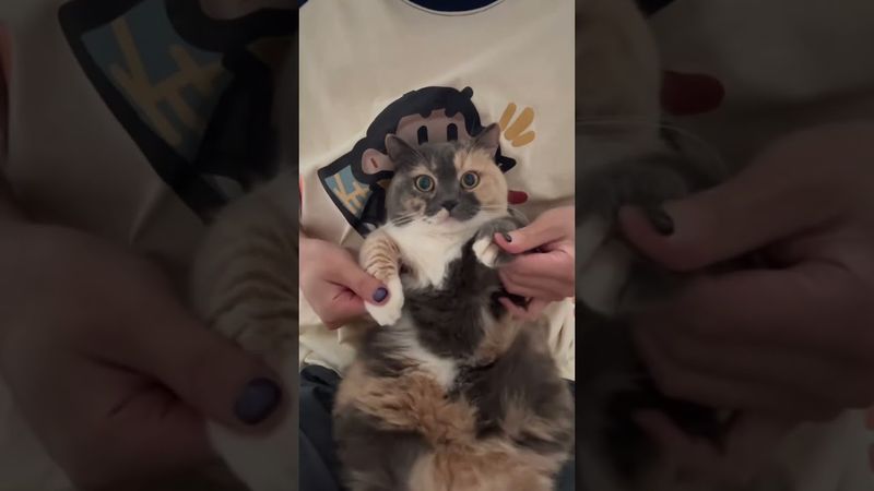 How is this cat's dance? #cat #pets #shorts