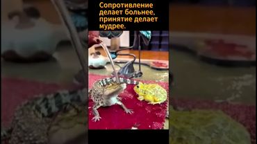 кто принимает судьбу тому судьба помогает  #психология