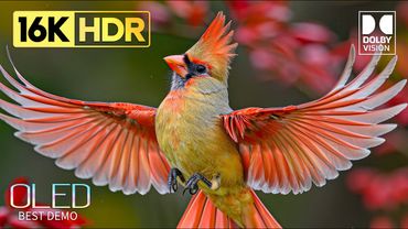 OLED TEST | Amazing Dolby Vision 16K HDR 60FPS Video (4K / 8K TV)