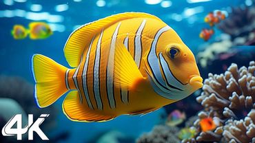 Under Red Sea 4K - Beautiful Coral Reef Fish in Aquarium, Sea Animals for Relaxation - 4K Video