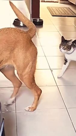 #cat #catsoftiktok #funnycats #catlover 