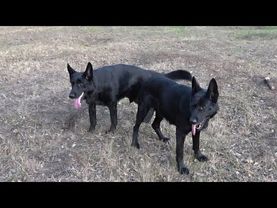 ПРИЗРАК и ДОЛЛИ. Чёрные длинношерстные Немецкие овчарки. Одесса.