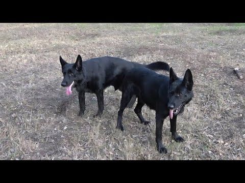 ПРИЗРАК и ДОЛЛИ. Чёрные длинношерстные Немецкие овчарки. Одесса.